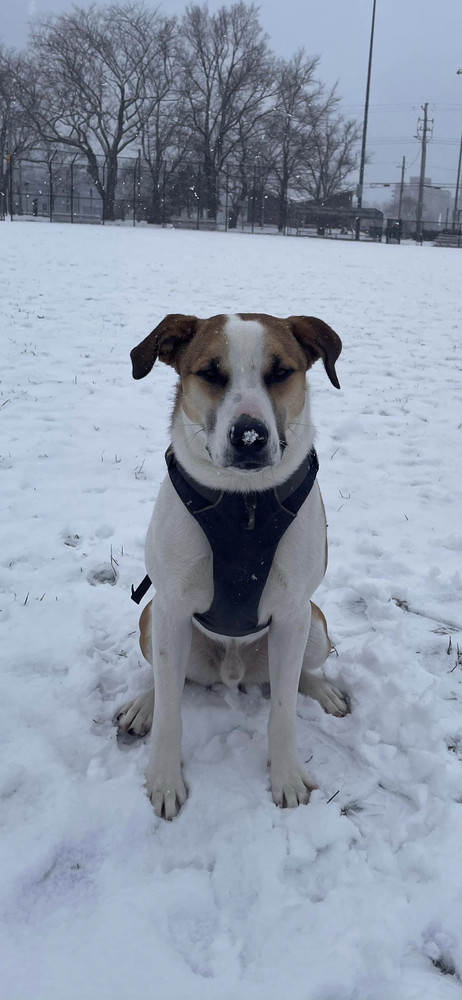 Fred, an adoptable Black Mouth Cur in Aulac, NB, E4L 2X2 | Photo Image 4