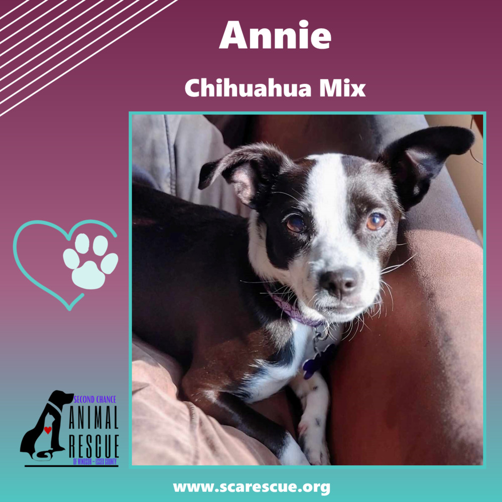 Dog for adoption - Annie, a Chihuahua Mix in Windsor, ON