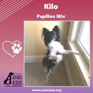 Papillon mix best sale for adoption