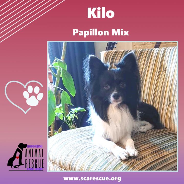 Papillon mix for store adoption