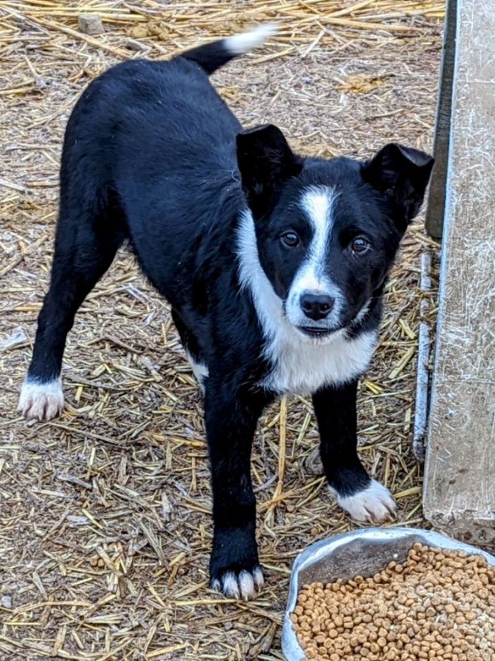 Acd border best sale collie mix