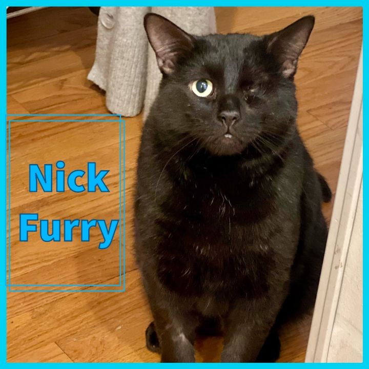 Nick Furry, an adoptable Domestic Short Hair & Bombay Mix in Port Chester, NY_image-2