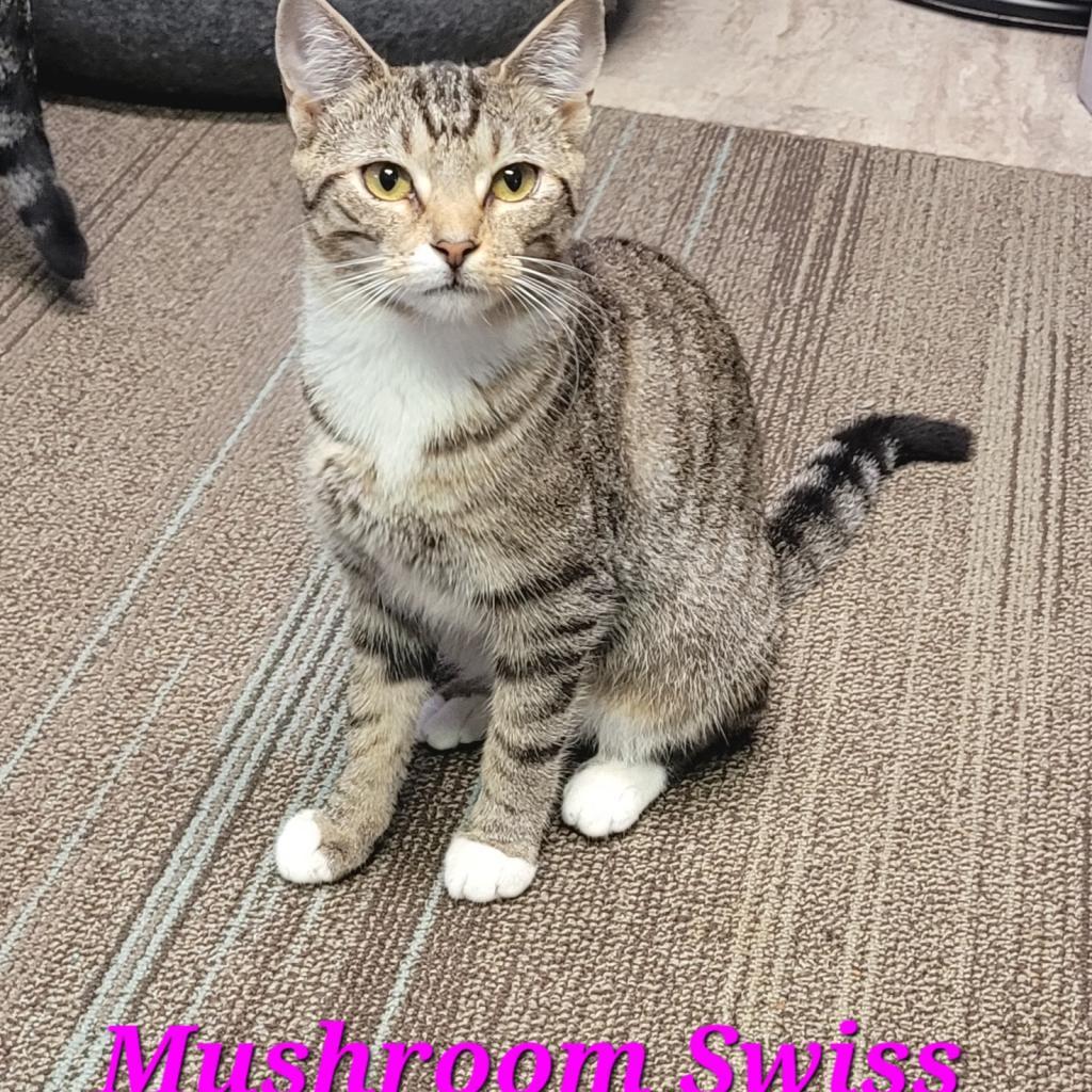 Mushroom Swiss, an adoptable Domestic Short Hair in Hinesville, GA, 31313 | Photo Image 1