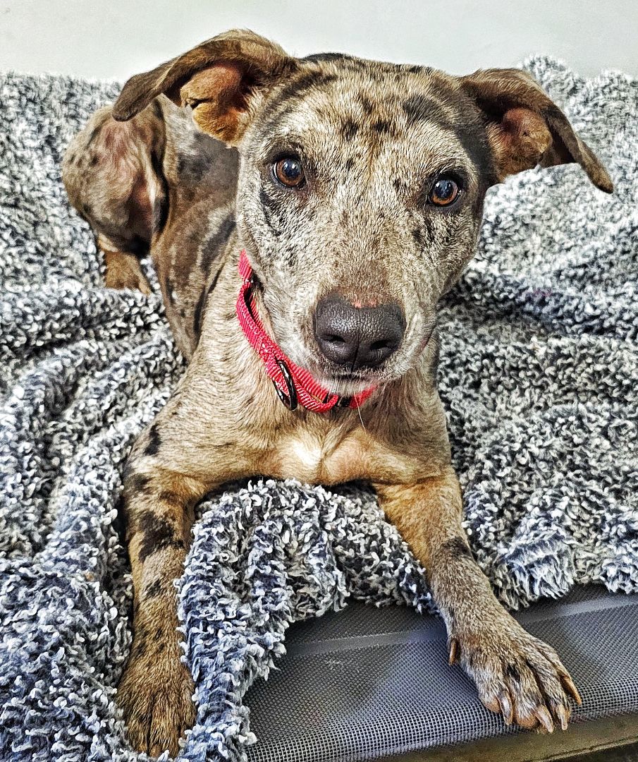 Catahoula leopard dog whippet 2024 mix