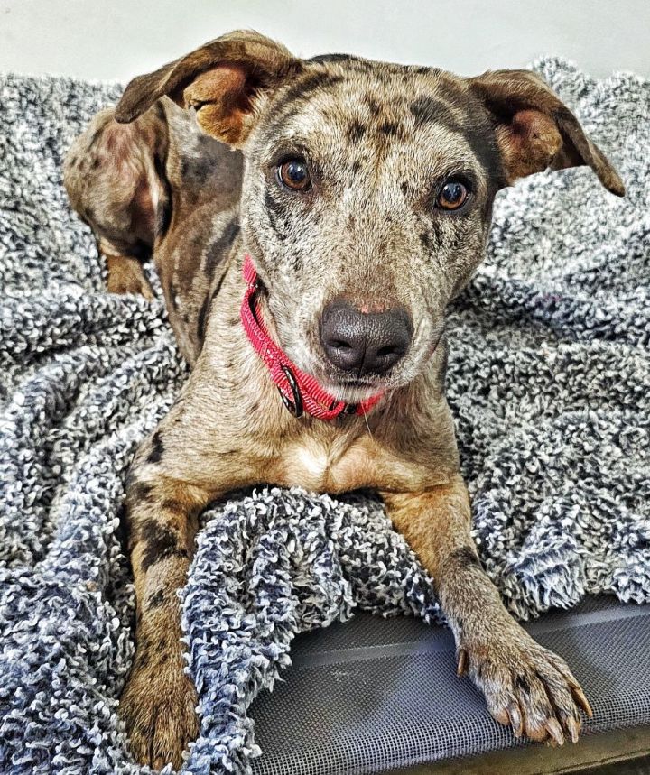 Petfinder catahoula hot sale