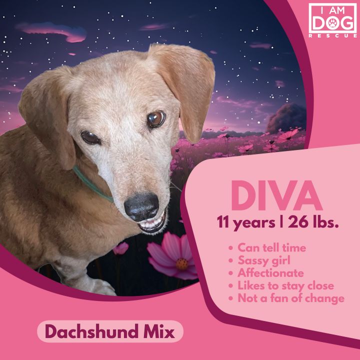 Dachshund 2024 mix rescue