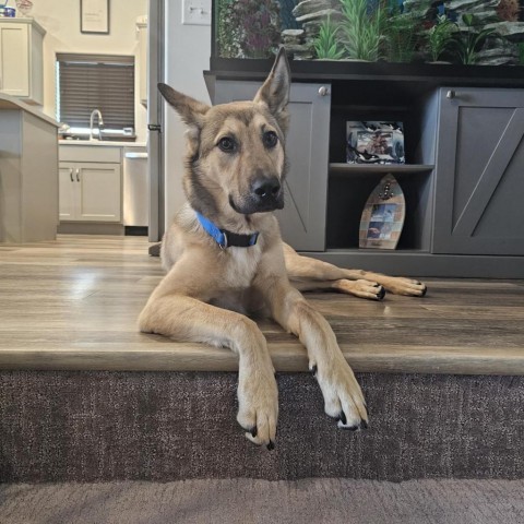 Arthur, an adoptable Shepherd in Spirit Lake, IA, 51360 | Photo Image 1