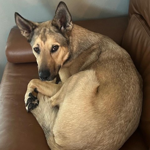 Arthur, an adoptable Shepherd in Spirit Lake, IA, 51360 | Photo Image 1