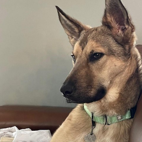 Arthur, an adoptable Shepherd in Spirit Lake, IA, 51360 | Photo Image 1