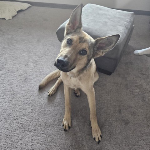 Arthur, an adoptable Shepherd in Spirit Lake, IA, 51360 | Photo Image 3