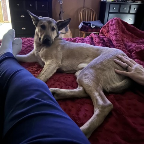 Arthur, an adoptable Shepherd in Spirit Lake, IA, 51360 | Photo Image 5