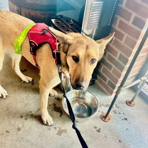 Arthur, an adoptable Shepherd in Spirit Lake, IA, 51360 | Photo Image 6