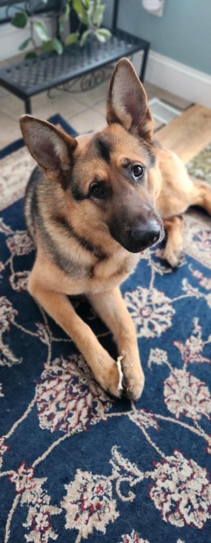 Gibson , an adoptable German Shepherd Dog in Chicago, IL_image-4