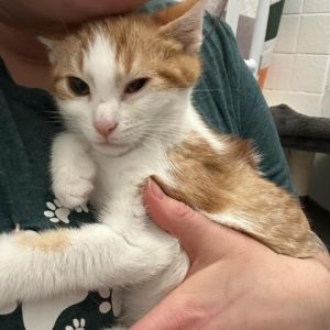 Adopt Olaf Olaf and his siblings were found outside living under a car port in the rain We got the