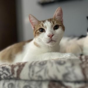 Olaf Domestic Short Hair Cat