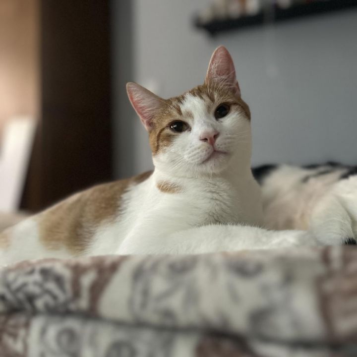 Olaf 2