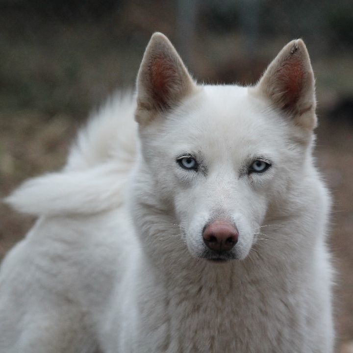 Cheap siberian husky puppies for sale in sales sc