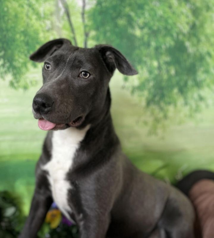 Dog for adoption - Ashe Dixie - local gal, a Thai Ridgeback & Terrier ...