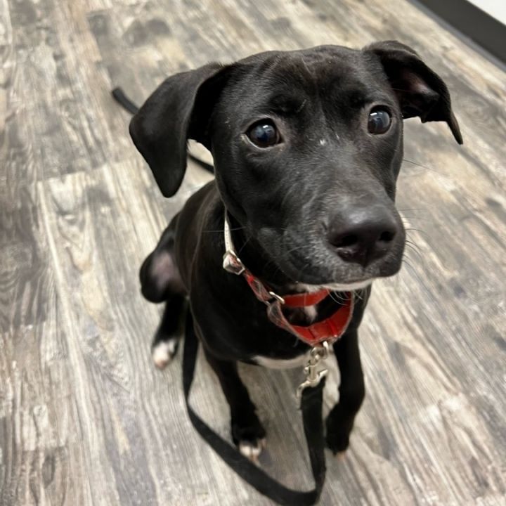 Dog For Adoption - Stuart Little, A Black Labrador Retriever Mix In 