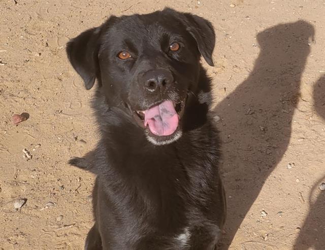 LANCE, an adoptable Labrador Retriever, Mixed Breed in Albuquerque, NM, 87121 | Photo Image 1