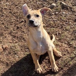 Catahoula store dingo mix