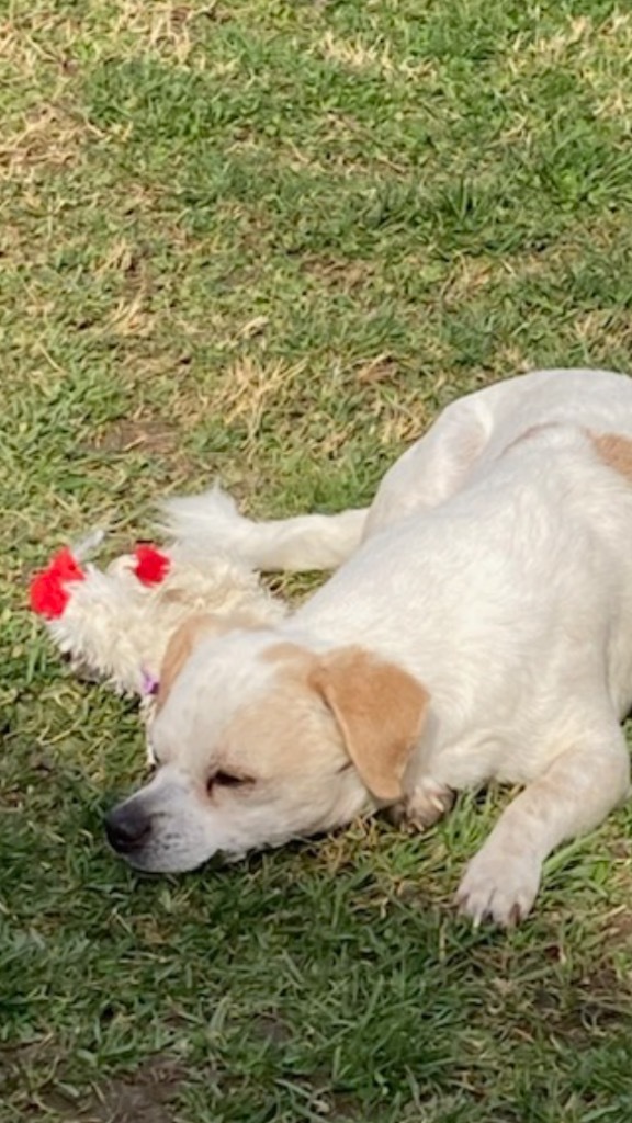 Pepe, an adoptable Maltese, Shih Tzu in Greenwood, IN, 46142 | Photo Image 3