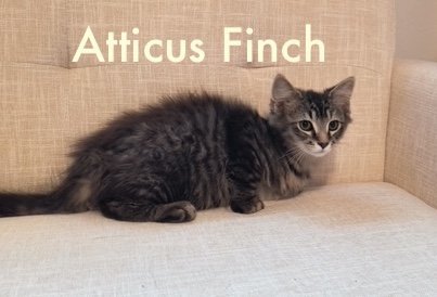 Atticus Finch LevittownPetSmart (FCID#1/2/2024-125