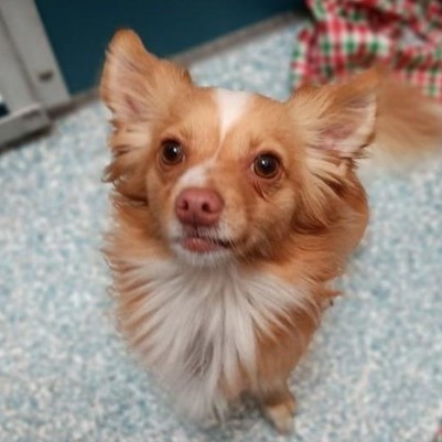 Dog for adoption Napoleon in foster a Papillon in Santa Cruz