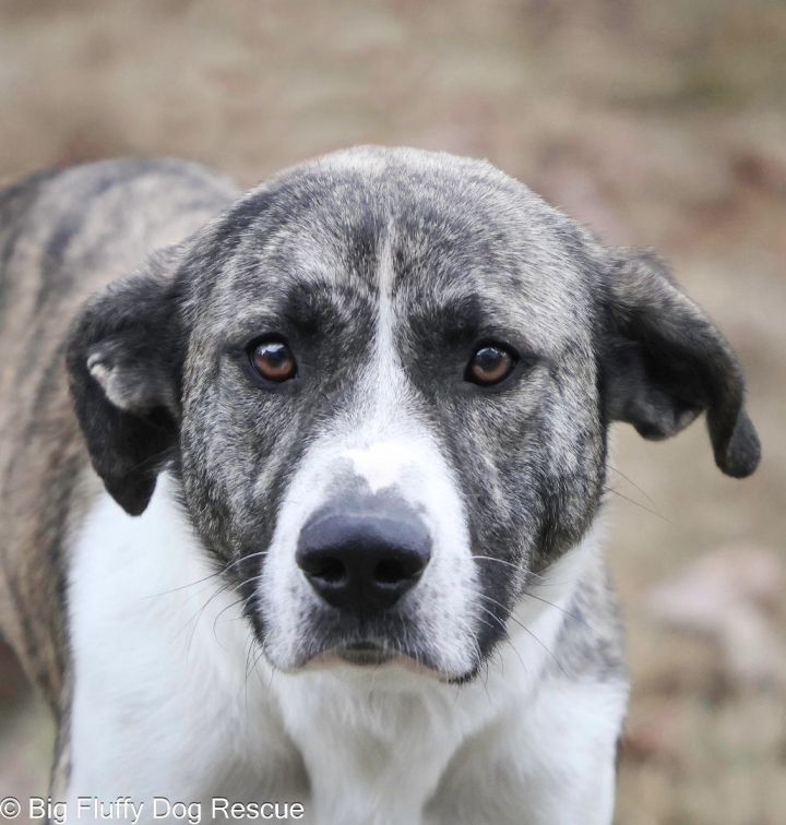 Dog for adoption Dutchess an Anatolian Shepherd Great