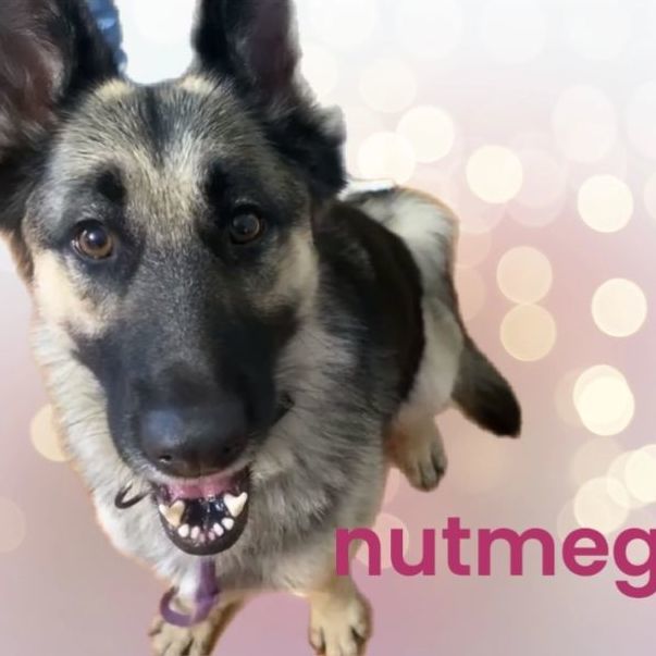 Nutmeg, an adoptable German Shepherd Dog in Concord, CA_image-1