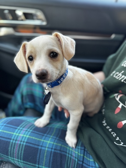 Pee Wee, an adoptable Terrier Mix in Ocean, NJ_image-1