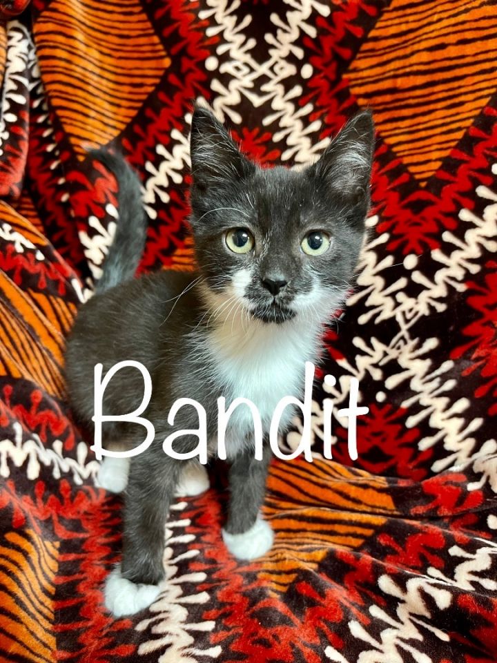 Bandit , an adopted Domestic Short Hair in Frewsburg, NY_image-2