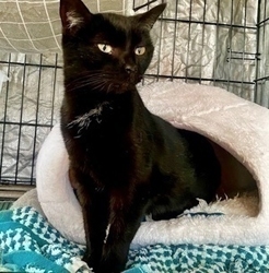 January, an adoptable Domestic Short Hair Mix in San Diego, CA_image-1