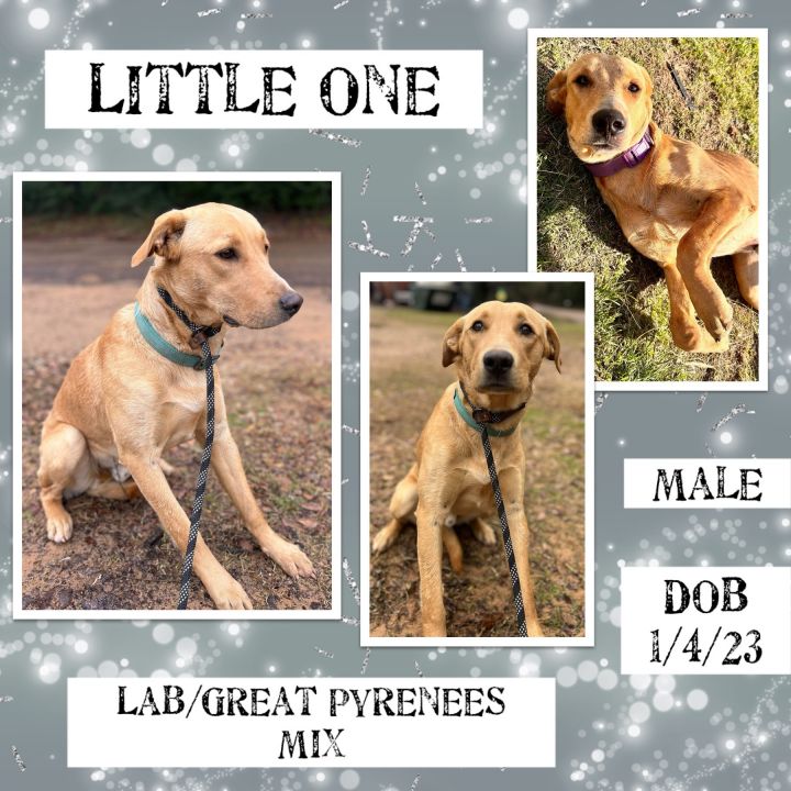 Little One, an adoptable Great Pyrenees & Labrador Retriever Mix in Caldwell, TX_image-1