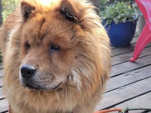 Petfinder 2025 chow chow