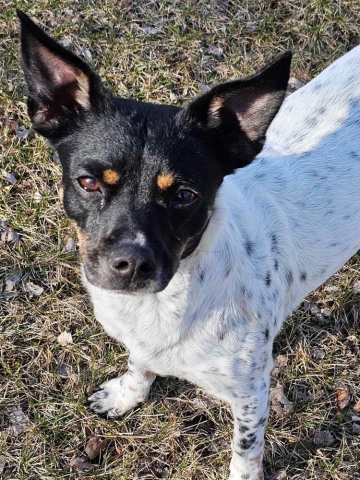 Nellie, an adoptable Rat Terrier & Terrier Mix in Poplar Grove, IL_image-1