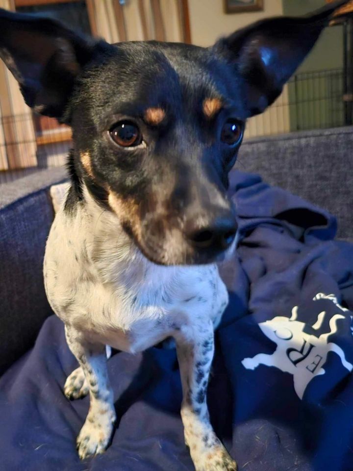 Nellie, an adoptable Rat Terrier & Terrier Mix in Poplar Grove, IL_image-3