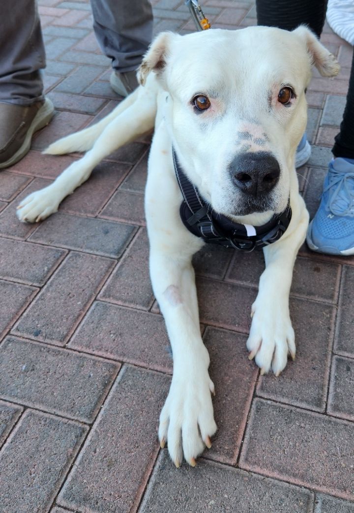JACK L, an adoptable Retriever & Dogo Argentino Mix in Las Vegas, NV_image-3