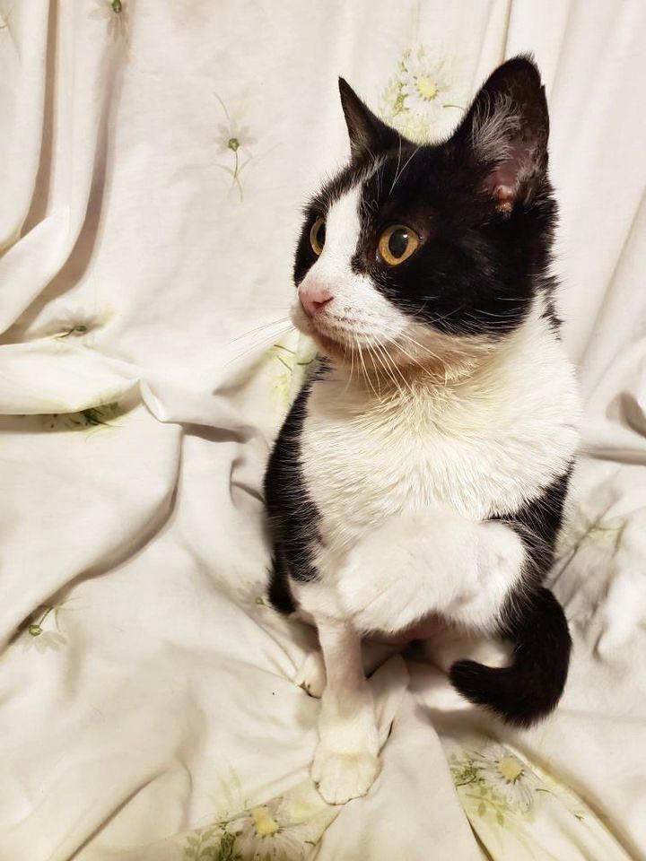 Biscuits *Courtesy Post*, an adoptable Tuxedo in Los Angeles, CA_image-3