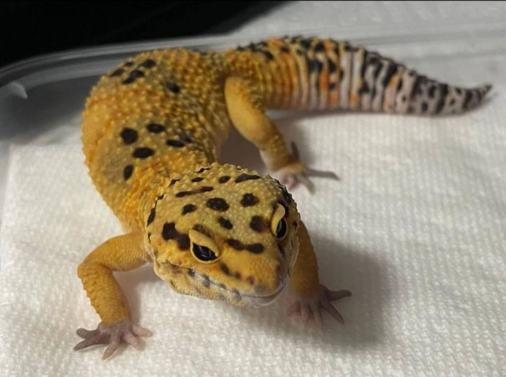 Wyll, an adoptable Gecko in Durham, NC_image-1
