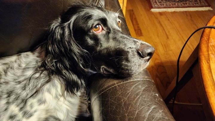 Available - Echo/Bertie, an adoptable English Setter in Port Crane, NY_image-2