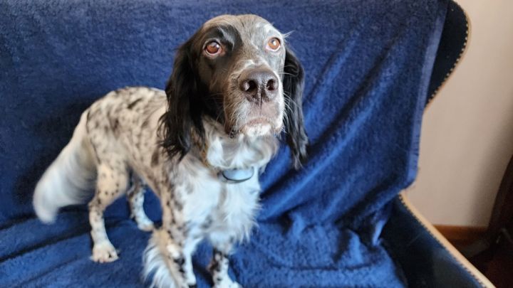 Available - Echo/Bertie, an adoptable English Setter in Port Crane, NY_image-3