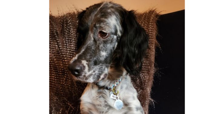 Available - Echo/Bertie, an adoptable English Setter in Port Crane, NY_image-5