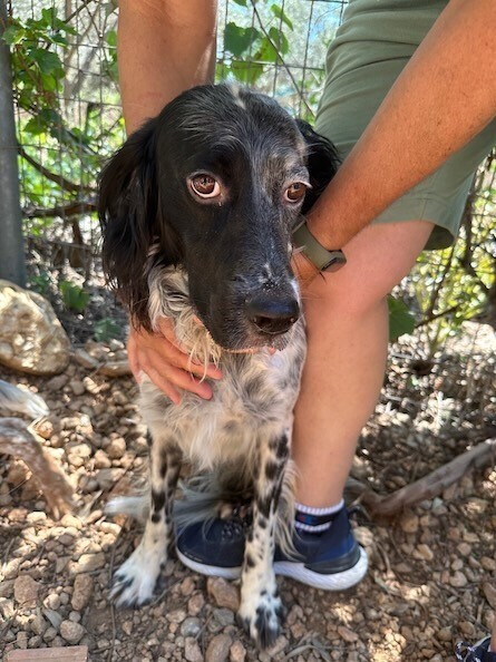 Available - Echo/Bertie, an adoptable English Setter in Port Crane, NY_image-6