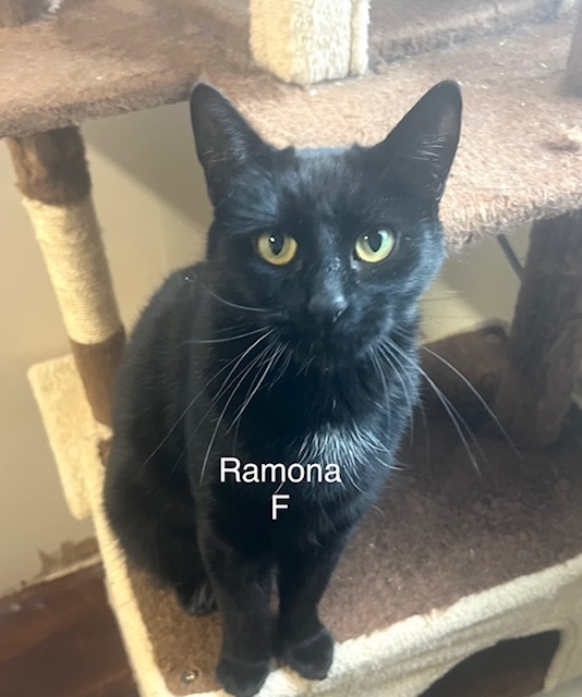 Ramona, an adoptable Domestic Short Hair in Bend, OR, 97701 | Photo Image 1