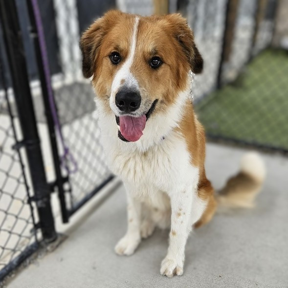 Golden retriever and 2024 st bernard mix