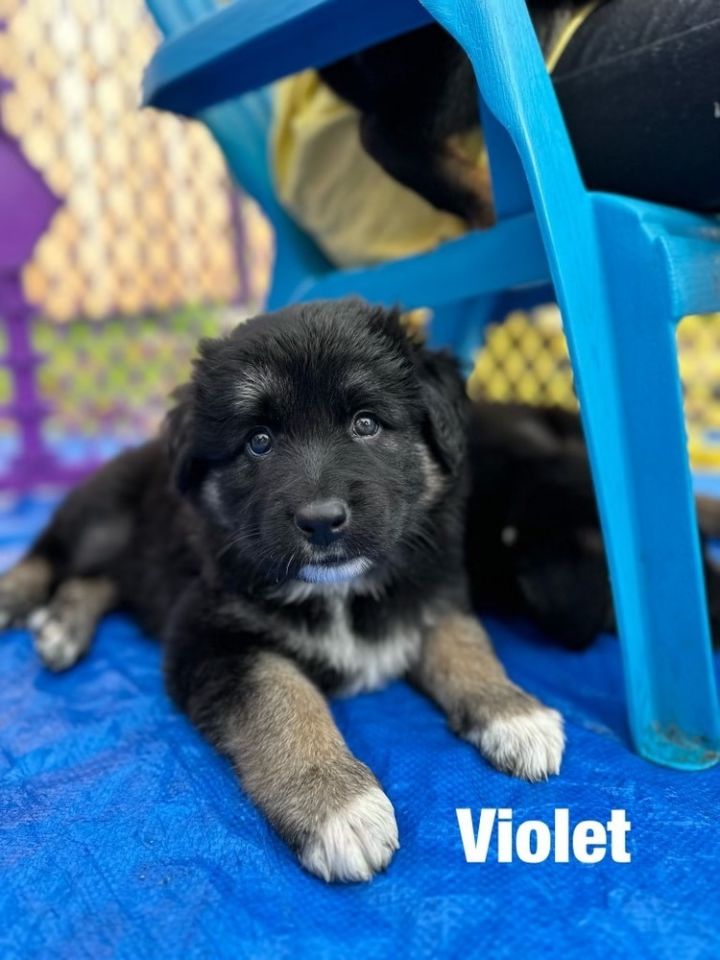 Violet, an adopted German Shepherd Dog Mix in Pleasant Hill, CA_image-6