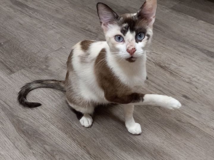 Calico with hot sale blue eyes