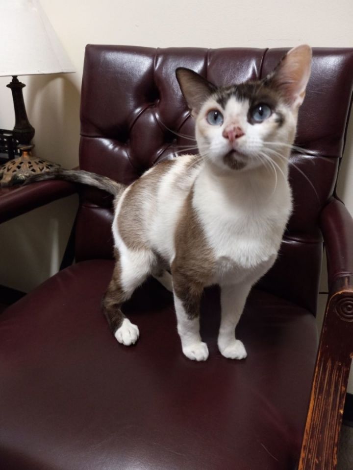 Calico siamese hot sale