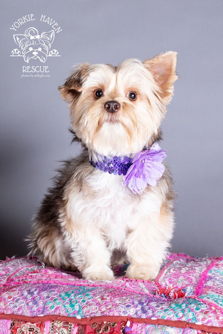 Yorkie discount haven rescue